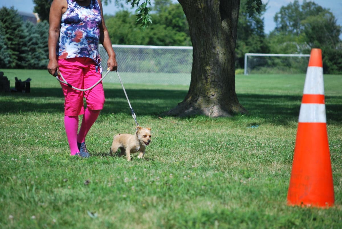 About Mr.K9 Dog Training